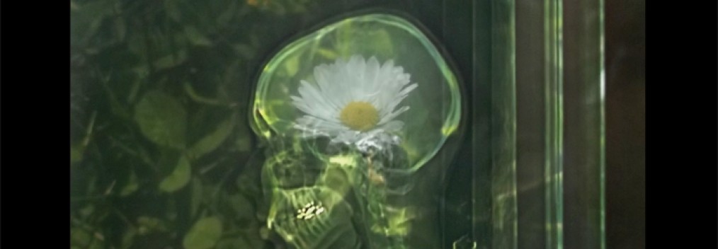 Photography on glass, oac base : x-ray photograph in front of a daisy • 9x16cm • GALLERY PHOTOGRAPHY