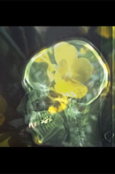 Photography on glass, oac base : x-ray photograph in front of pansy • 9x16cm • GALLERY PHOTOGRAPHY