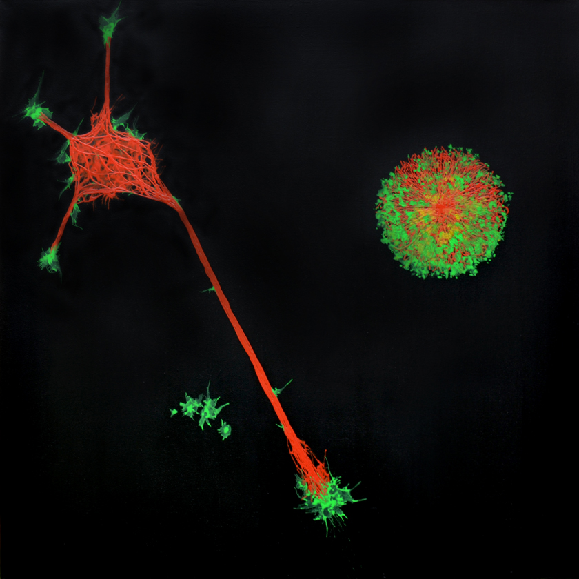 the wild one – neurons – glial cells